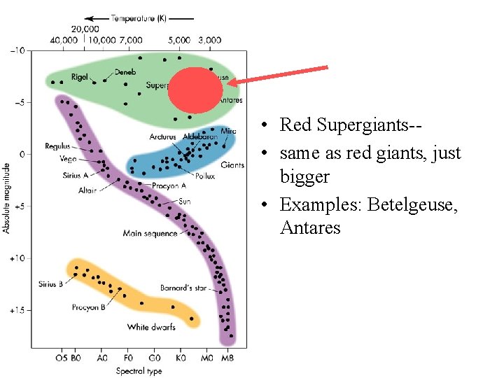  • Red Supergiants- • same as red giants, just bigger • Examples: Betelgeuse,