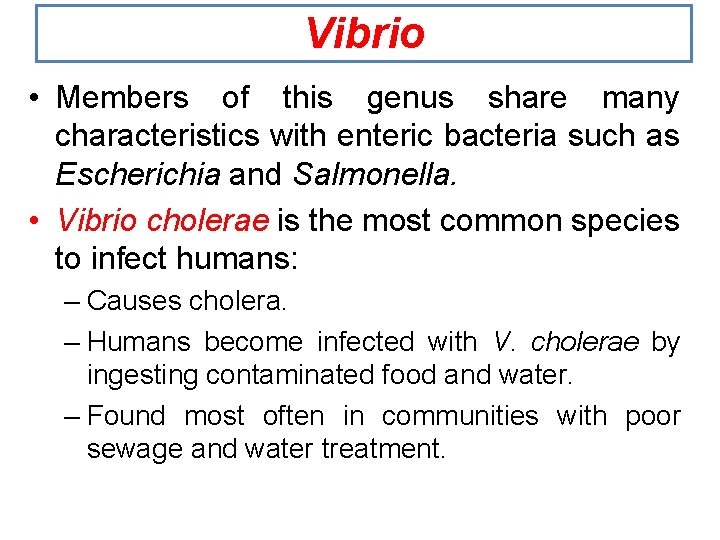 Vibrio • Members of this genus share many characteristics with enteric bacteria such as