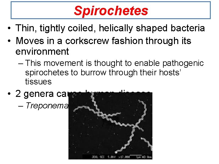 Spirochetes • Thin, tightly coiled, helically shaped bacteria • Moves in a corkscrew fashion