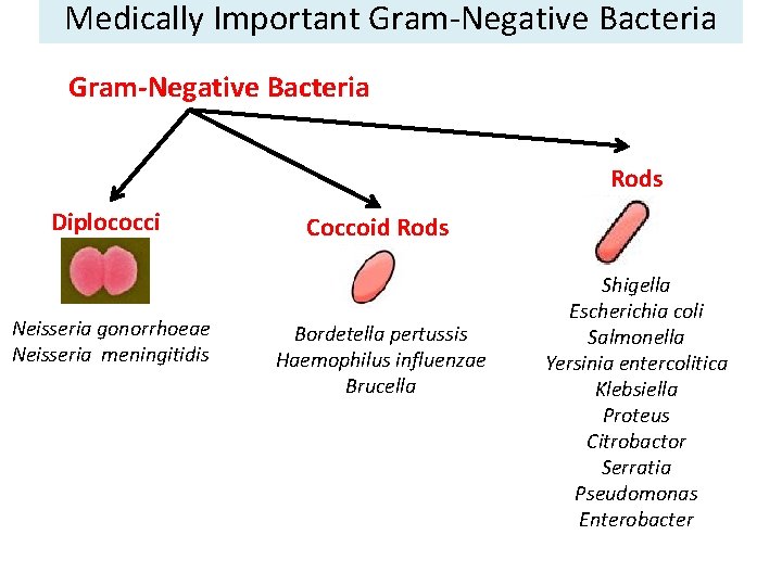 Medically Important Gram-Negative Bacteria Rods Diplococci Neisseria gonorrhoeae Neisseria meningitidis Coccoid Rods Bordetella pertussis