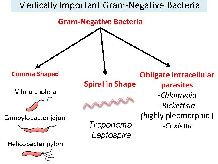 Medically Important Gram-Negative Bacteria Comma Shaped Vibrio cholera Campylobacter jejuni Helicobacter pylori Obligate intracellular