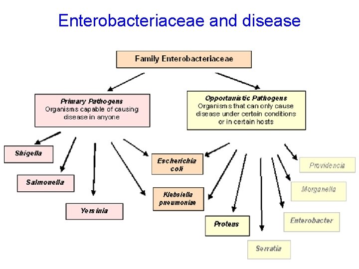 Enterobacteriaceae and disease 