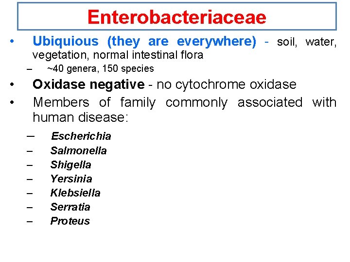Enterobacteriaceae • Ubiquious (they are everywhere) - soil, water, vegetation, normal intestinal flora –