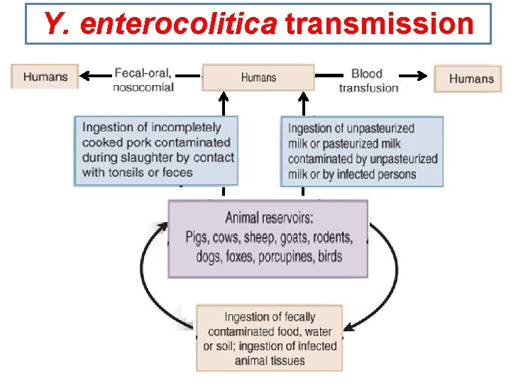 Y. enterocolitica transmission 