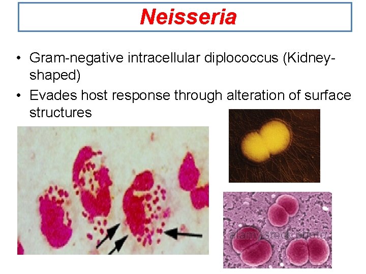 Neisseria • Gram-negative intracellular diplococcus (Kidneyshaped) • Evades host response through alteration of surface