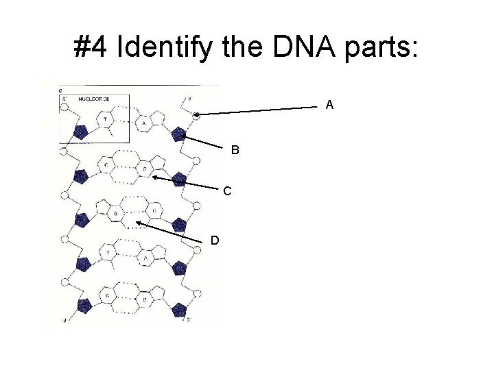 #4 Identify the DNA parts: A B C D 