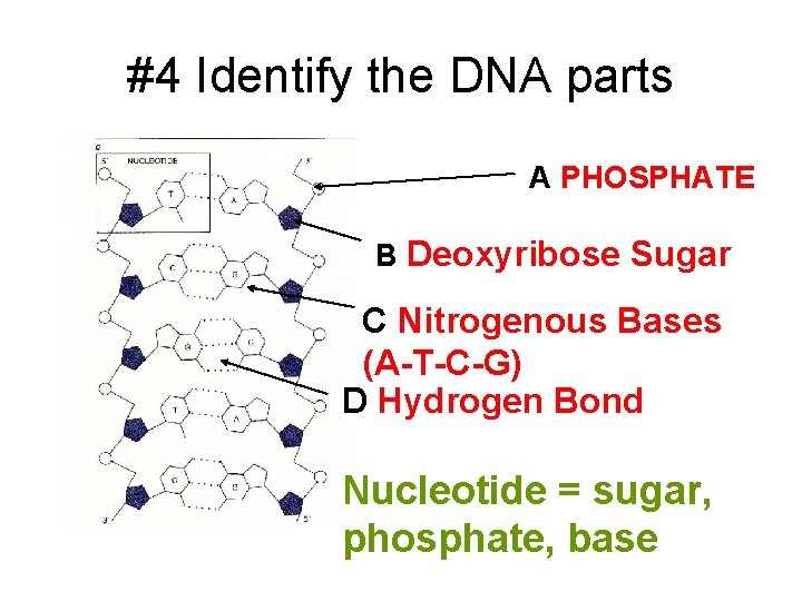 #4 Identify the DNA parts A PHOSPHATE B Deoxyribose Sugar C Nitrogenous Bases (A-T-C-G)