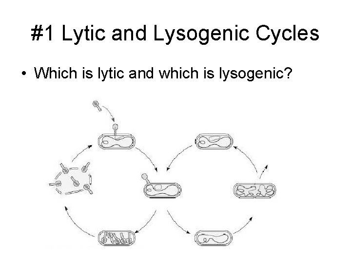 #1 Lytic and Lysogenic Cycles • Which is lytic and which is lysogenic? 