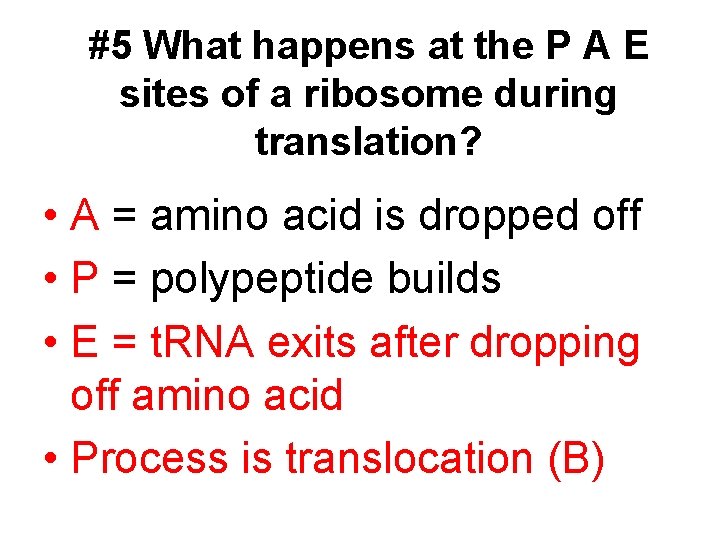 #5 What happens at the P A E sites of a ribosome during translation?