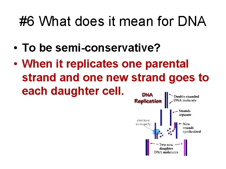 #6 What does it mean for DNA • To be semi-conservative? • When it