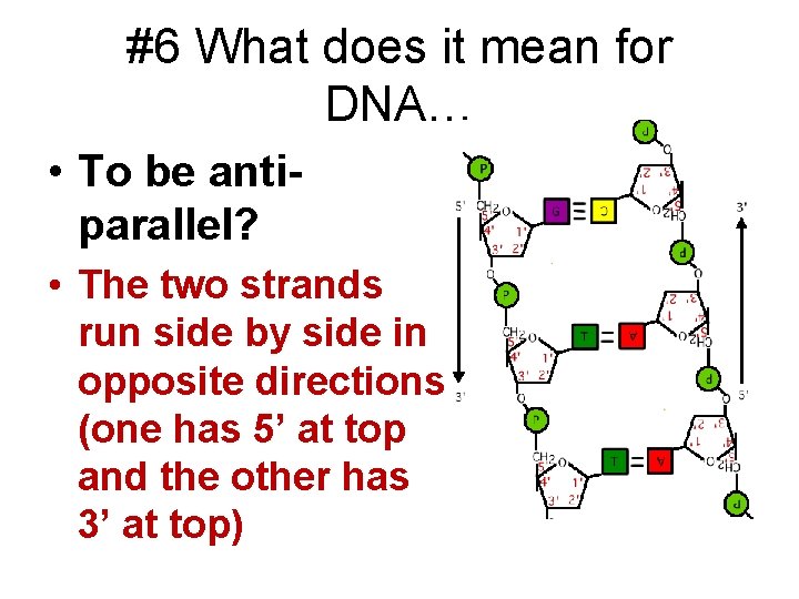 #6 What does it mean for DNA… • To be antiparallel? • The two