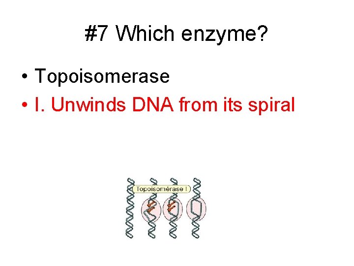#7 Which enzyme? • Topoisomerase • I. Unwinds DNA from its spiral 