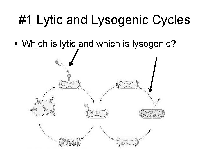 #1 Lytic and Lysogenic Cycles • Which is lytic and which is lysogenic? 