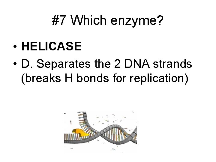 #7 Which enzyme? • HELICASE • D. Separates the 2 DNA strands (breaks H