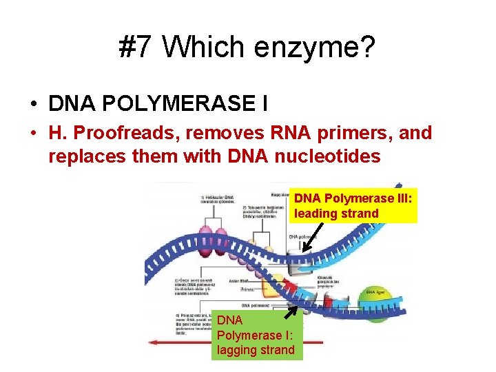 #7 Which enzyme? • DNA POLYMERASE I • H. Proofreads, removes RNA primers, and