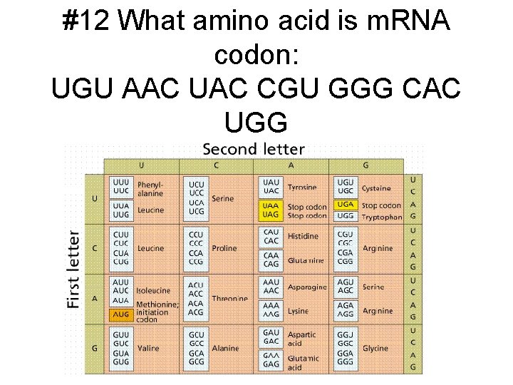 #12 What amino acid is m. RNA codon: UGU AAC UAC CGU GGG CAC