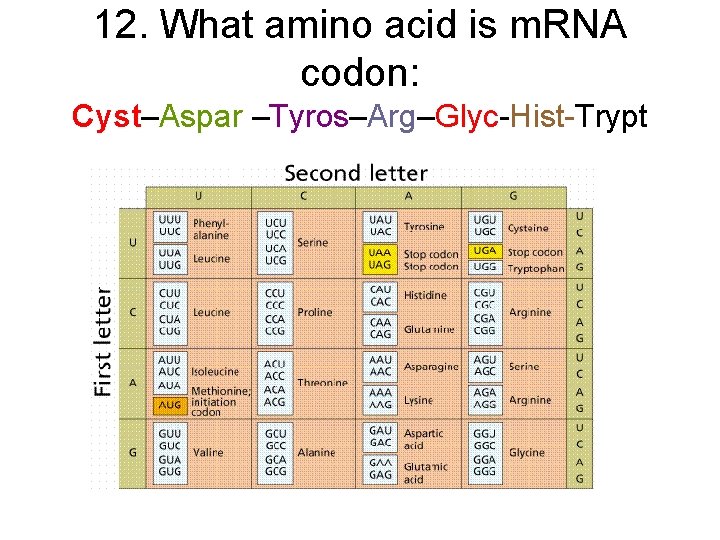 12. What amino acid is m. RNA codon: Cyst–Aspar –Tyros–Arg–Glyc-Hist-Trypt 