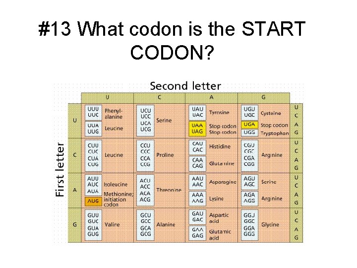 #13 What codon is the START CODON? 