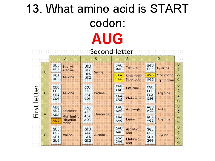 13. What amino acid is START codon: AUG 