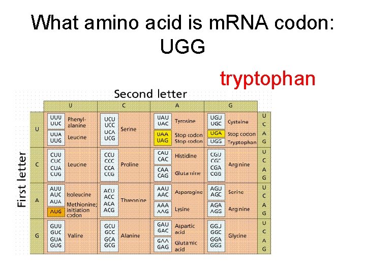 What amino acid is m. RNA codon: UGG tryptophan 