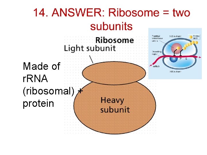 Made of r. RNA (ribosomal) + protein 
