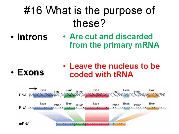 #16 What is the purpose of these? • Introns • Are cut and discarded