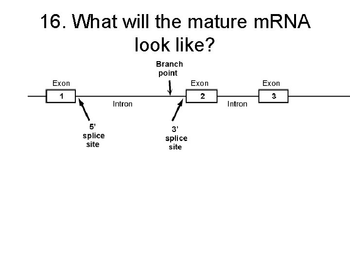 16. What will the mature m. RNA look like? 