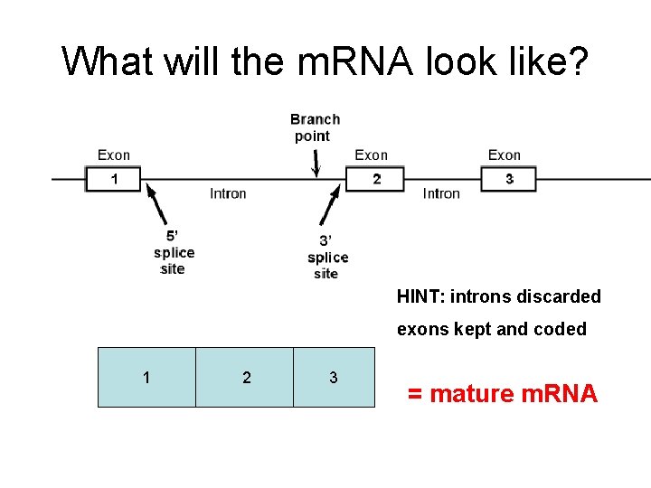 What will the m. RNA look like? HINT: introns discarded exons kept and coded