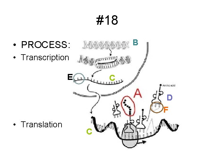 #18 B • PROCESS: • Transcription E C D F • Translation C 