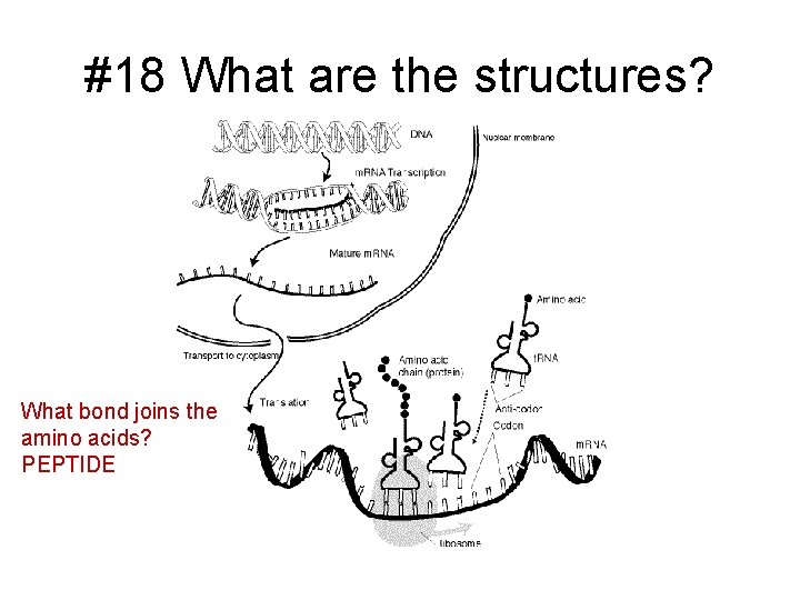 #18 What are the structures? What bond joins the amino acids? PEPTIDE 