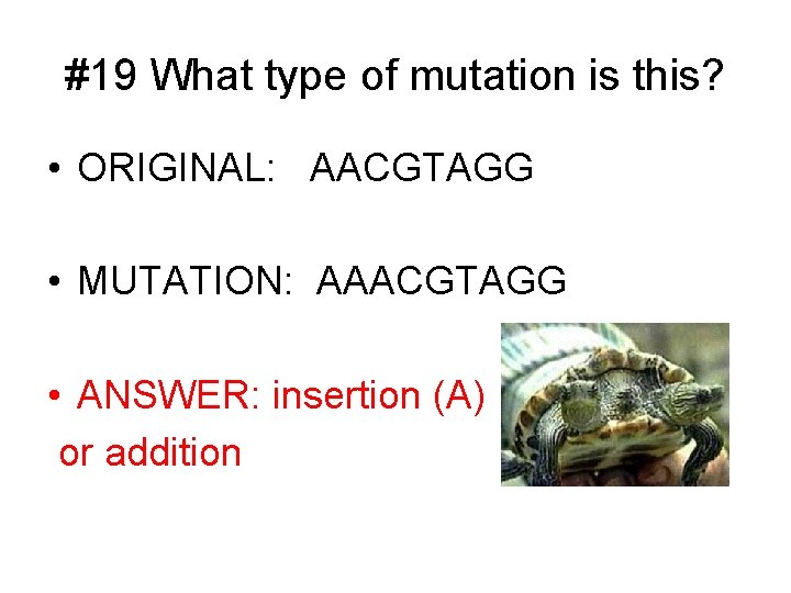 #19 What type of mutation is this? • ORIGINAL: AACGTAGG • MUTATION: AAACGTAGG •