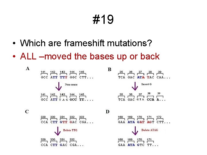 #19 • Which are frameshift mutations? • ALL –moved the bases up or back