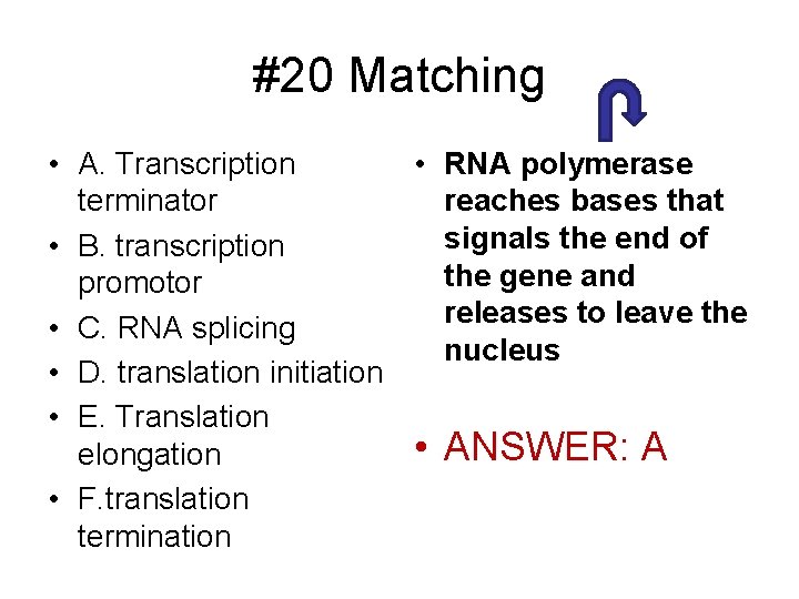 #20 Matching • A. Transcription • RNA polymerase terminator reaches bases that signals the