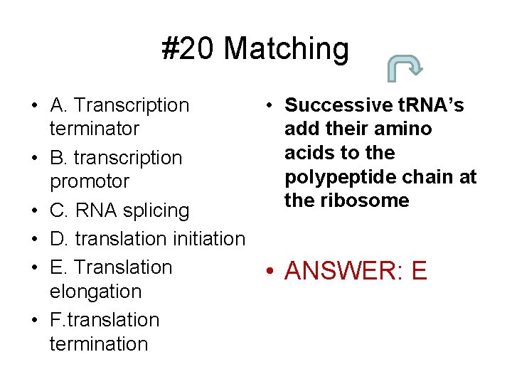 #20 Matching • A. Transcription • Successive t. RNA’s terminator add their amino acids
