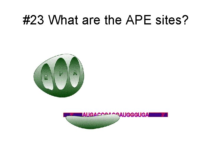 #23 What are the APE sites? 