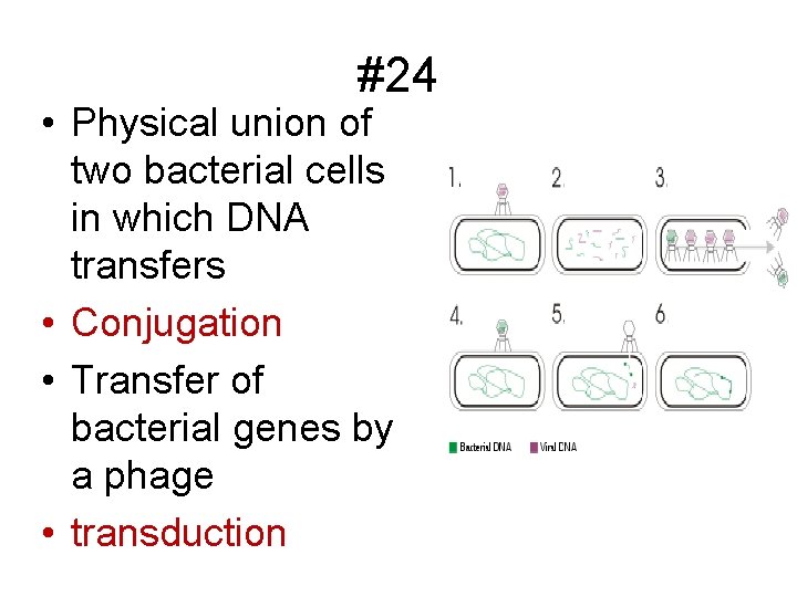 #24 • Physical union of two bacterial cells in which DNA transfers • Conjugation