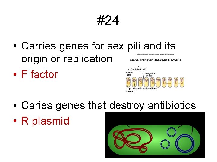 #24 • Carries genes for sex pili and its origin or replication • F