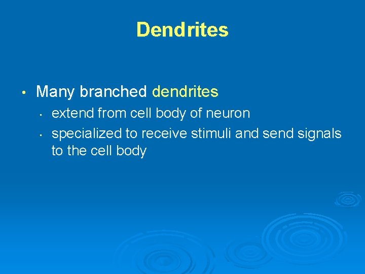 Dendrites • Many branched dendrites • • extend from cell body of neuron specialized