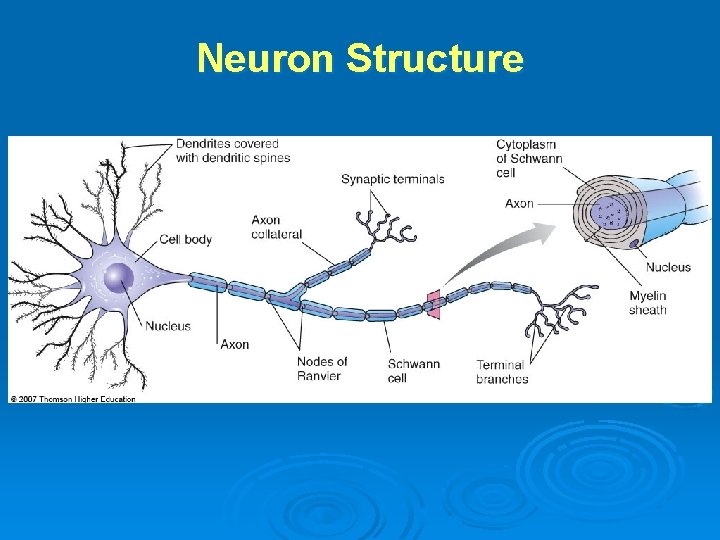 Neuron Structure 