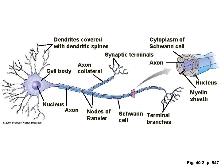 Dendrites covered with dendritic spines Cell body Axon collateral Cytoplasm of Schwann cell Synaptic