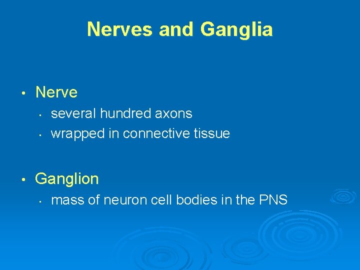 Nerves and Ganglia • Nerve • • • several hundred axons wrapped in connective
