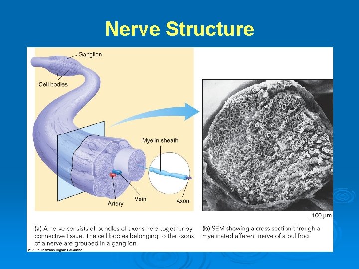 Nerve Structure 