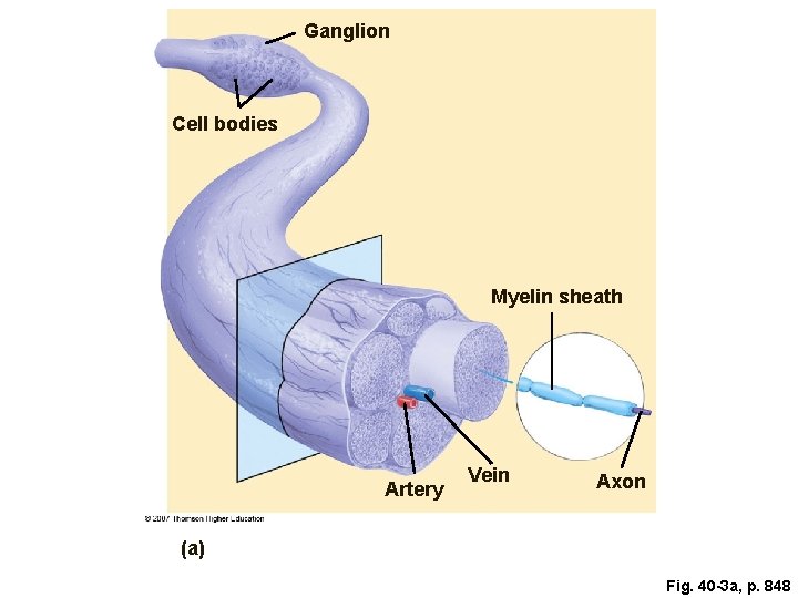 Ganglion Cell bodies Myelin sheath Artery Vein Axon (a) Fig. 40 -3 a, p.