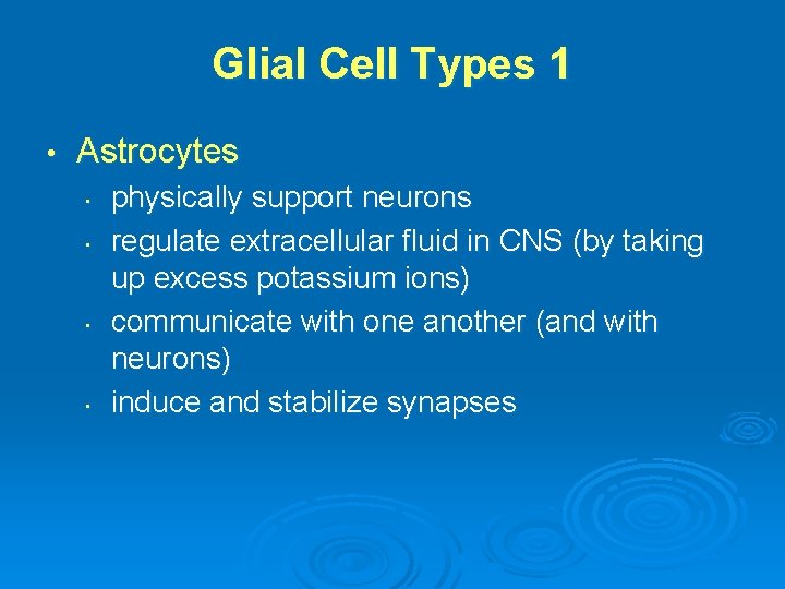 Glial Cell Types 1 • Astrocytes • • physically support neurons regulate extracellular fluid