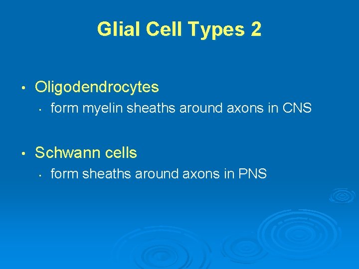 Glial Cell Types 2 • Oligodendrocytes • • form myelin sheaths around axons in