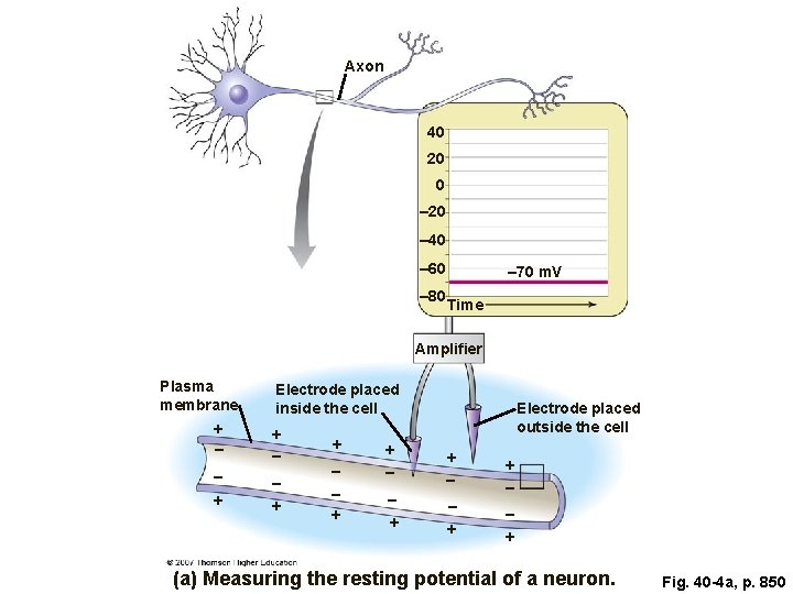 Axon 40 20 0 – 20 – 40 – 60 – 80 – 70