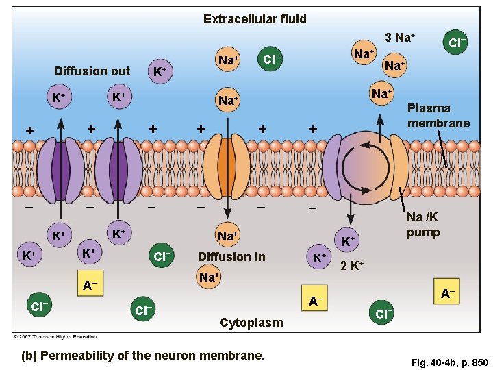 Extracellular fluid 3 Na+ Diffusion out Na+ K+ K+ K+ CI Na+ – +