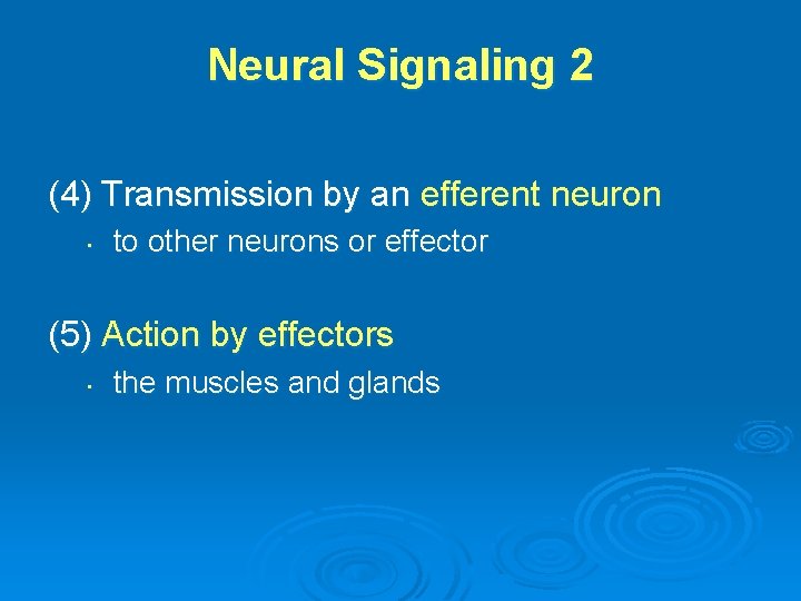 Neural Signaling 2 (4) Transmission by an efferent neuron • to other neurons or