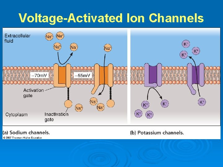 Voltage-Activated Ion Channels 