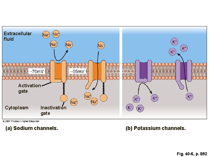 Extracellular fluid Activation gate Cytoplasm Inactivation gate (a) Sodium channels. (b) Potassium channels. Fig.